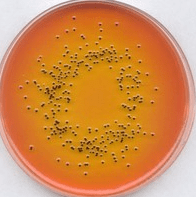 محیط کشت Lysine Decarboxylase Broth 1 محیط کشت Lysine Decarboxylase Broth