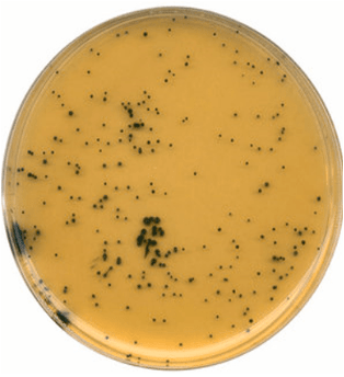 محیط کشت TSC آگار تی اس سی Tryptose sulfite cycloserine agar-