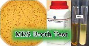 کاربرد محیط کشت MRS BROTH 1 کاربرد محیط کشت MRS BROTH