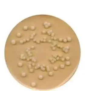 محیط کشت Potato Dextrose Agar