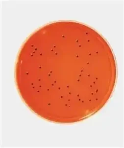 Purchase XLD Agar culture medium