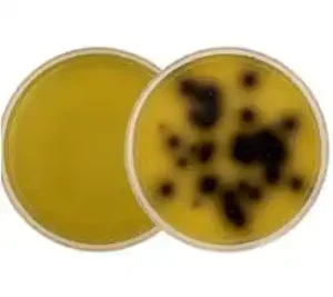 محیط کشت Oxford Listeria