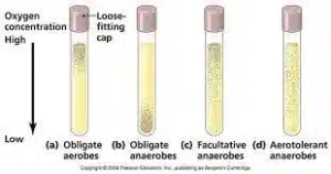 محیط کشت تیو گلیکولات Fluid Thioglycollate medium