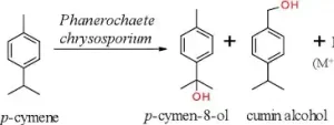 خرید m-Cymene سیگما