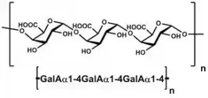  پلی‌ گالاکتورونیک اسید